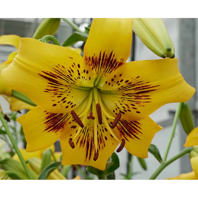 Bulbo Lilium Asiático/Tigre Yellow Bruse 16/18 (LOTE DESPACHO AGOSTO) 2