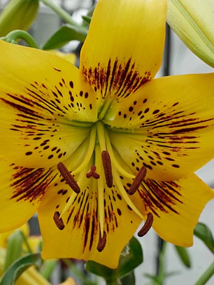 Bulbo Lilium Asiático/Tigre Yellow Bruse 16/18 (LOTE DESPACHO AGOSTO)