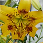 Bulbo Lilium Asiático/Tigre Yellow Bruse 16/18 (LOTE DESPACHO AGOSTO) - Miniatura 2