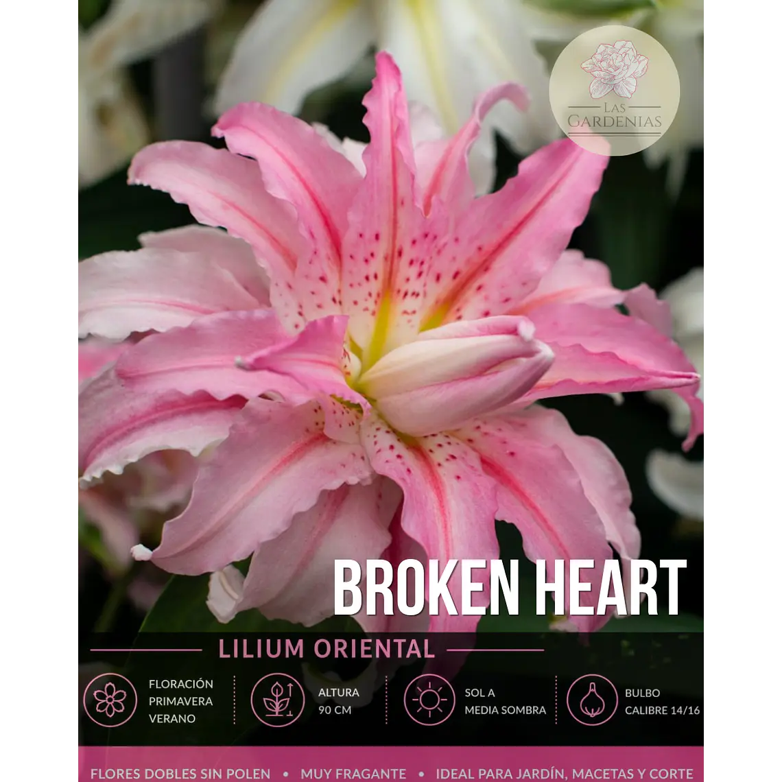 Bulbo Lilium Oriental Doble Broken Heart 14/16 (LOTE DESPACHO AGOSTO) 1