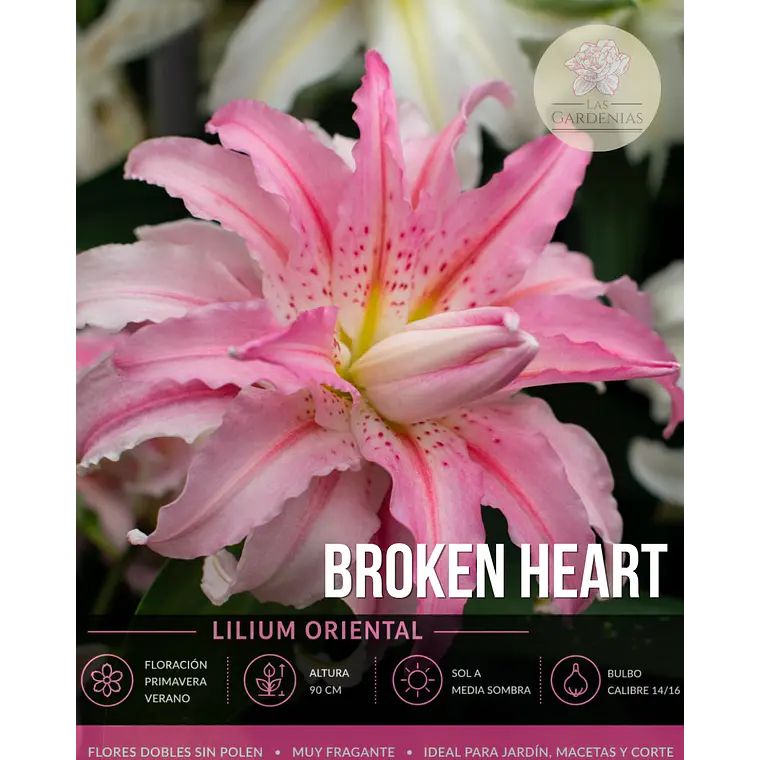 Bulbo Lilium Oriental Doble Broken Heart 14/16 (LOTE DESPACHO AGOSTO) 1