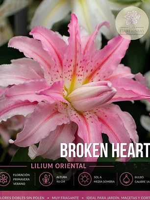 Bulbo Lilium Oriental Doble Broken Heart 14/16 (LOTE DESPACHO AGOSTO)