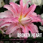 Bulbo Lilium Oriental Doble Broken Heart 14/16 (LOTE DESPACHO AGOSTO) - Miniatura 1