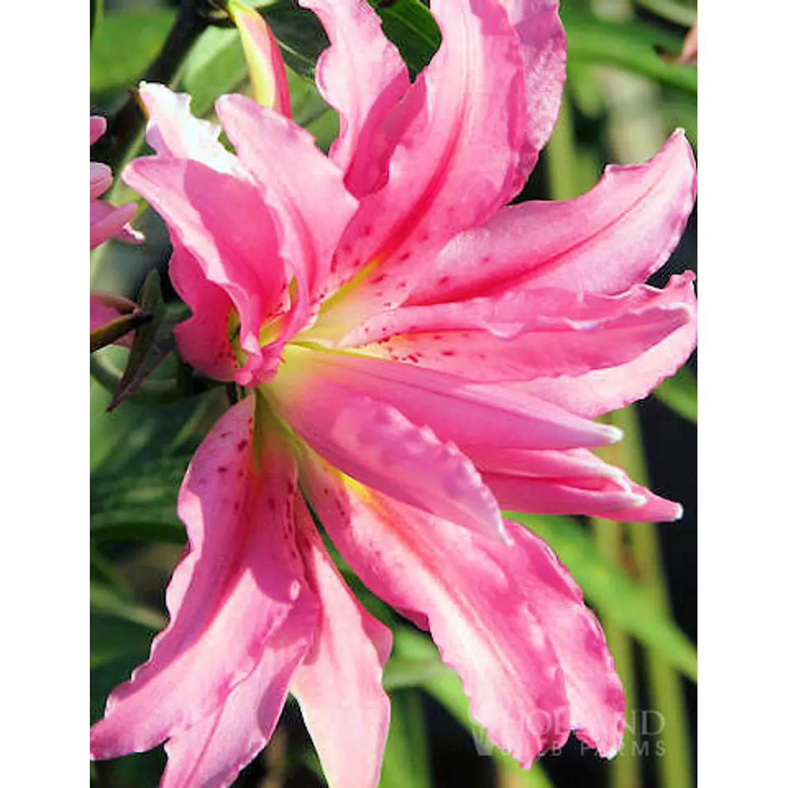 Bulbo Lilium Oriental Doble Broken Heart 14/16 (LOTE DESPACHO AGOSTO) 2