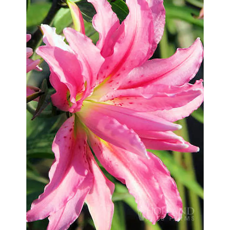 Bulbo Lilium Oriental Doble Broken Heart 14/16 (LOTE DESPACHO AGOSTO) 2