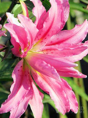 Bulbo Lilium Oriental Doble Broken Heart 14/16 (LOTE DESPACHO AGOSTO)