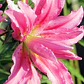 Bulbo Lilium Oriental Doble Broken Heart 14/16 (LOTE DESPACHO AGOSTO) - Miniatura 2