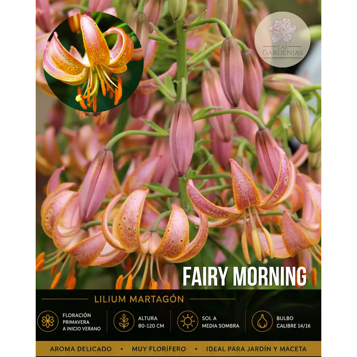 Bulbo Lilium Martagon Fairy Morning 14/16 (LOTE DESPACHO AGOSTO) 1