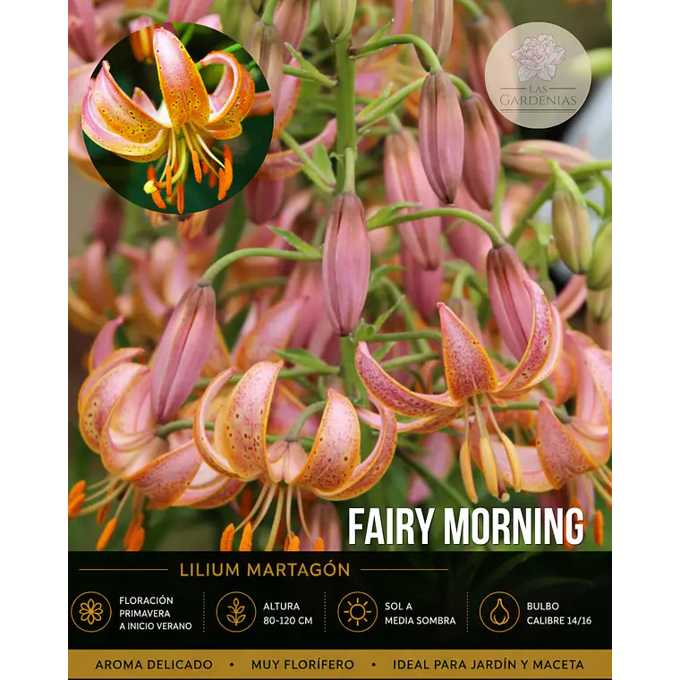 Bulbo Lilium Martagon Fairy Morning 14/16 (LOTE DESPACHO AGOSTO) 1