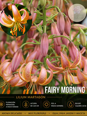 Bulbo Lilium Martagon Fairy Morning 14/16 (LOTE DESPACHO AGOSTO)