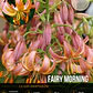 Bulbo Lilium Martagon Fairy Morning 14/16 (LOTE DESPACHO AGOSTO) - Miniatura 1