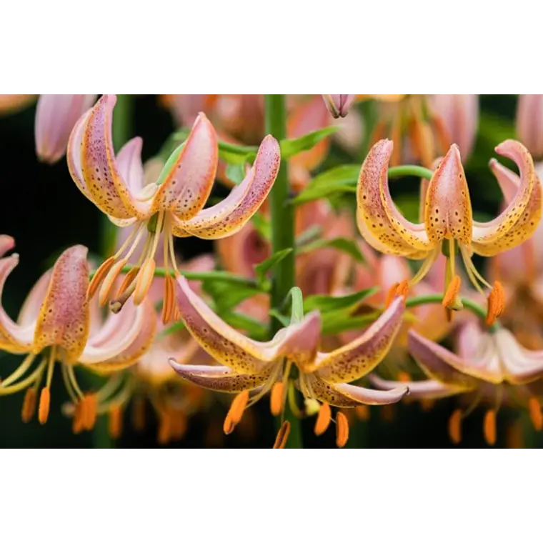 Bulbo Lilium Martagon Fairy Morning 14/16 (LOTE DESPACHO AGOSTO) 2