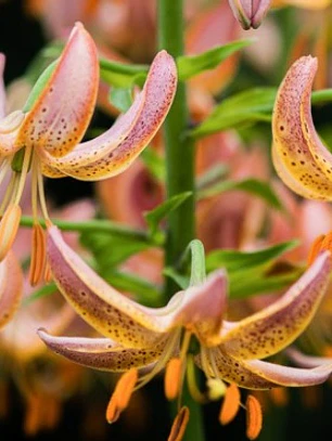 Bulbo Lilium Martagon Fairy Morning 14/16 (LOTE DESPACHO AGOSTO)