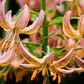 Bulbo Lilium Martagon Fairy Morning 14/16 (LOTE DESPACHO AGOSTO) - Miniatura 2