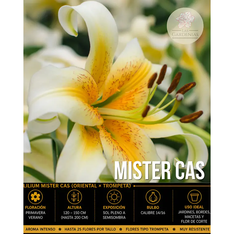 Bulbo Lilium Orienpet Mister Cas 14/16 (LOTE DESPACHO AGOSTO) 1