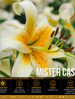 Bulbo Lilium Orienpet Mister Cas 14/16 (LOTE DESPACHO AGOSTO)
