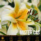 Bulbo Lilium Orienpet Mister Cas 14/16 (LOTE DESPACHO AGOSTO) - Miniatura 1