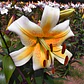 Bulbo Lilium Orienpet Mister Cas 14/16 (LOTE DESPACHO AGOSTO) - Miniatura 2