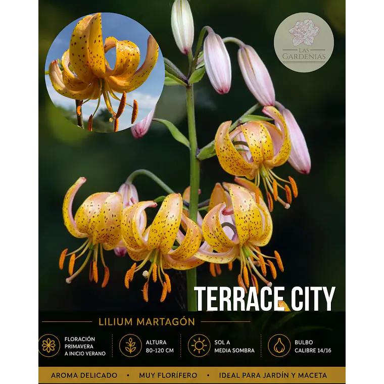 Bulbo Lilium Martagon Terrace City 14/16 (LOTE DESPACHO AGOSTO) 1