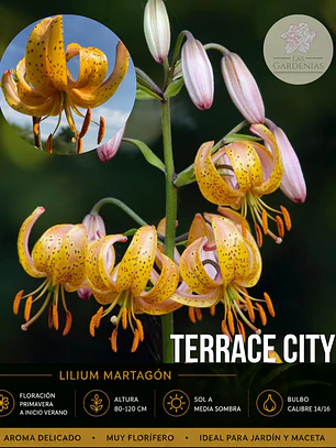Bulbo Lilium Martagon Terrace City 14/16 (LOTE DESPACHO AGOSTO)