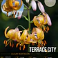 Bulbo Lilium Martagon Terrace City 14/16 (LOTE DESPACHO AGOSTO) - Miniatura 1