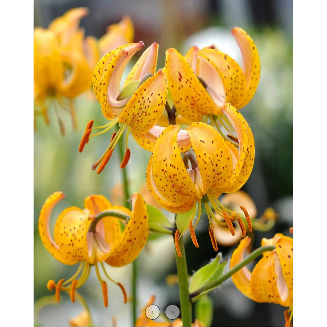 Bulbo Lilium Martagon Terrace City 14/16 (LOTE DESPACHO AGOSTO) 2