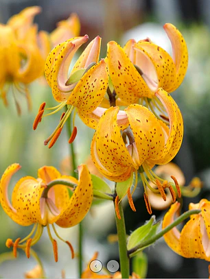 Bulbo Lilium Martagon Terrace City 14/16 (LOTE DESPACHO AGOSTO)