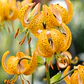 Bulbo Lilium Martagon Terrace City 14/16 (LOTE DESPACHO AGOSTO) - Miniatura 2