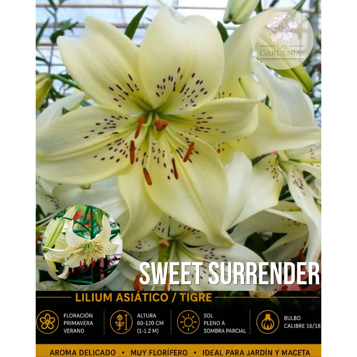 Bulbo Lilium Asiático/Tigre Sweet Surrender 16/18 (LOTE DESPACHO AGOSTO) 1