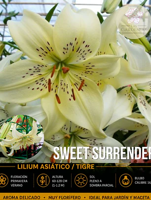 Bulbo Lilium Asiático/Tigre Sweet Surrender 16/18 (LOTE DESPACHO AGOSTO)