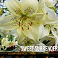 Bulbo Lilium Asiático/Tigre Sweet Surrender 16/18 (LOTE DESPACHO AGOSTO) - Miniatura 1