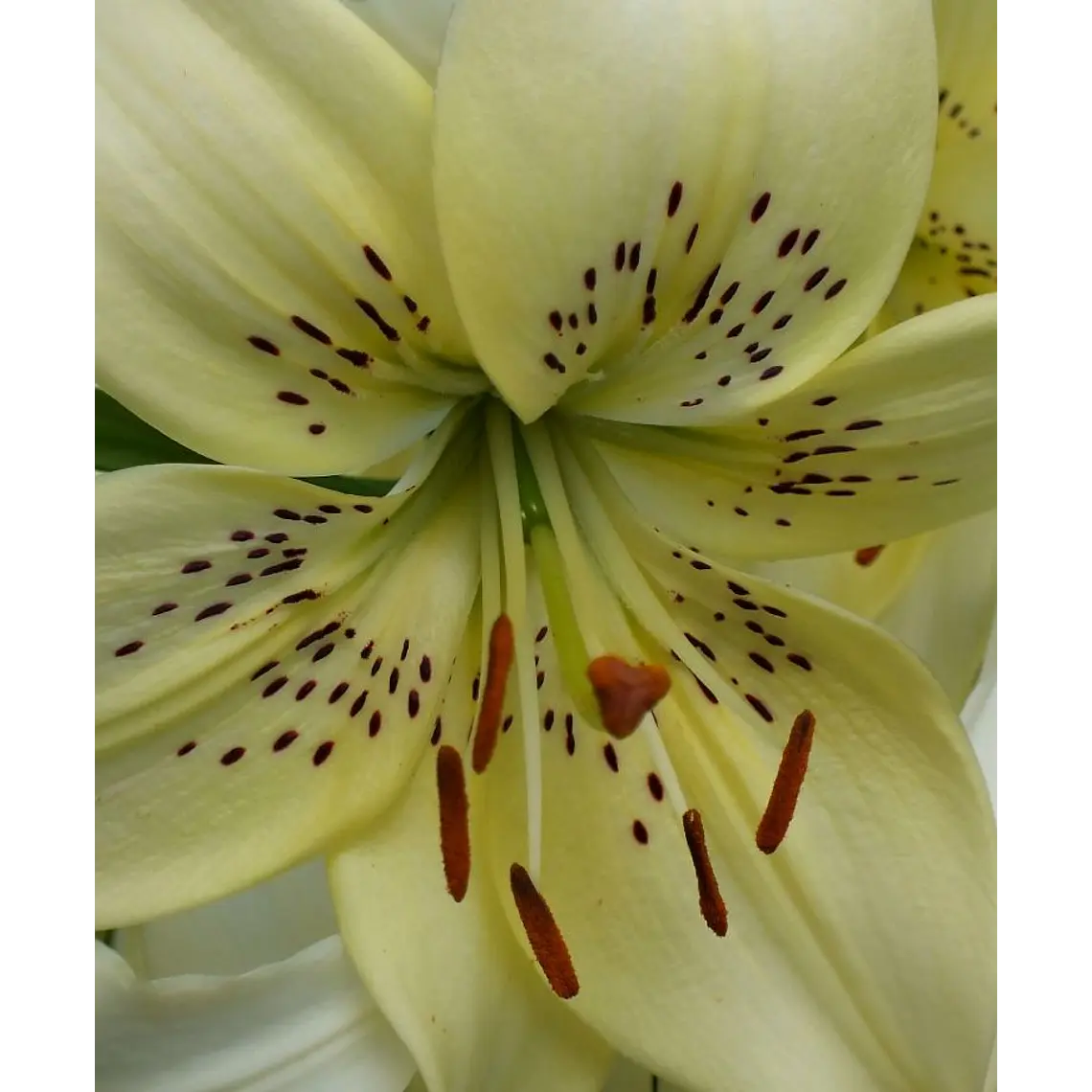 Bulbo Lilium Asiático/Tigre Sweet Surrender 16/18 (LOTE DESPACHO AGOSTO) 2