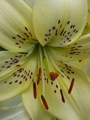Bulbo Lilium Asiático/Tigre Sweet Surrender 16/18 (LOTE DESPACHO AGOSTO)
