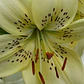 Bulbo Lilium Asiático/Tigre Sweet Surrender 16/18 (LOTE DESPACHO AGOSTO) - Miniatura 2