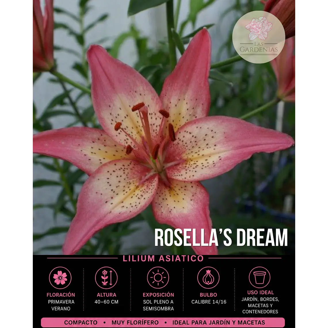 Bulbo Lilium Rosellas Dream 14/16 (LOTE DESPACHO AGOSTO) 1