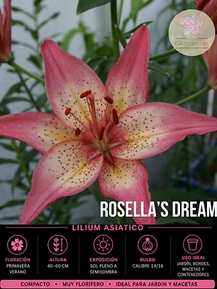 Bulbo Lilium Rosellas Dream 14/16 (LOTE DESPACHO AGOSTO)