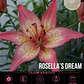 Bulbo Lilium Rosellas Dream 14/16 (LOTE DESPACHO AGOSTO) - Miniatura 1