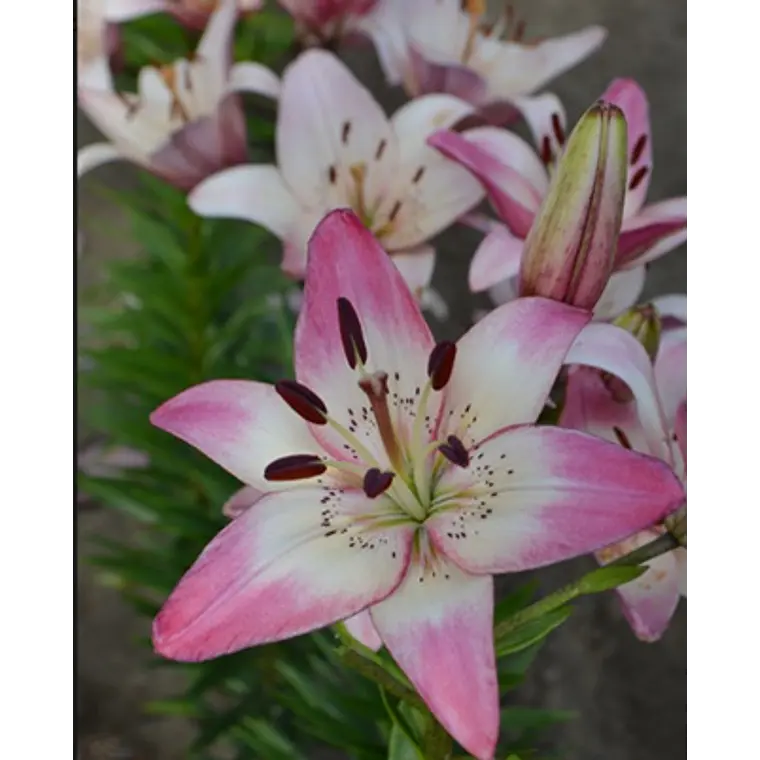 Bulbo Lilium Rosellas Dream 14/16 (LOTE DESPACHO AGOSTO) 2