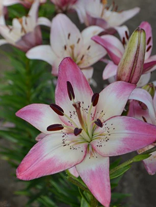 Bulbo Lilium Rosellas Dream 14/16 (LOTE DESPACHO AGOSTO)