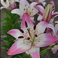 Bulbo Lilium Rosellas Dream 14/16 (LOTE DESPACHO AGOSTO) - Miniatura 2
