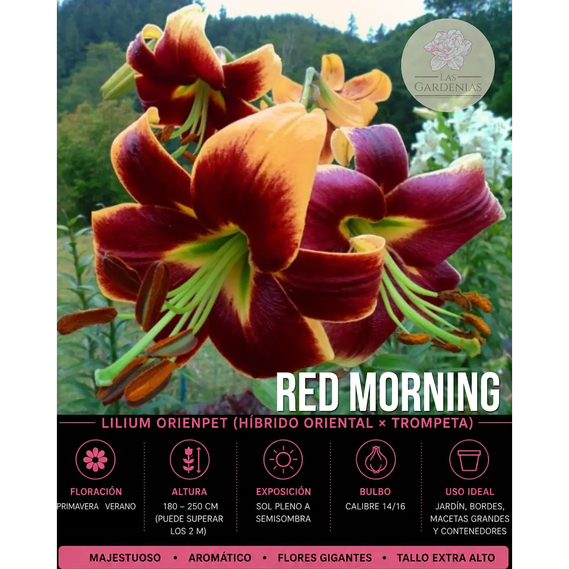 Bulbo Lilium Orienpet Red Morning 14/16 (LOTE DESPACHO AGOSTO) 1