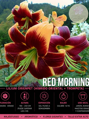 Bulbo Lilium Orienpet Red Morning 14/16 (LOTE DESPACHO AGOSTO)