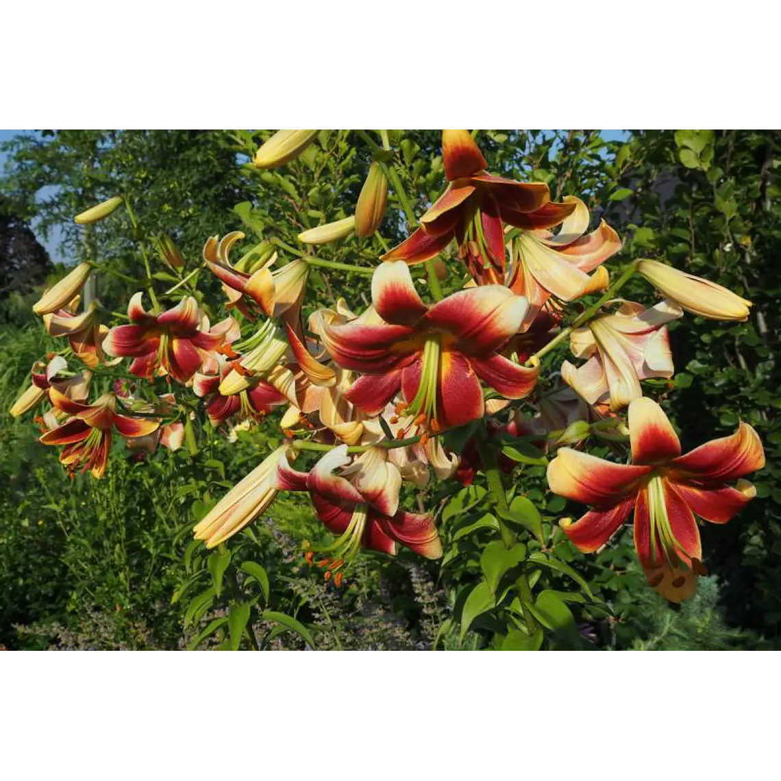 Bulbo Lilium Orienpet Red Morning 14/16 (LOTE DESPACHO AGOSTO) 2