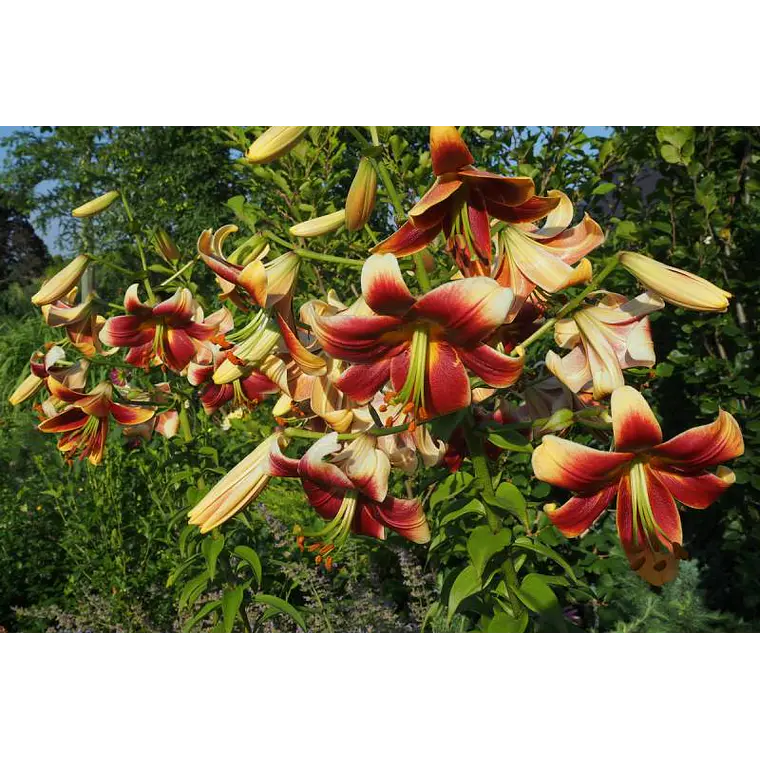 Bulbo Lilium Orienpet Red Morning 14/16 (LOTE DESPACHO AGOSTO) 2