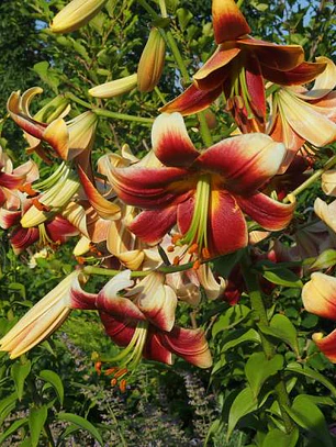 Bulbo Lilium Orienpet Red Morning 14/16 (LOTE DESPACHO AGOSTO)
