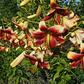 Bulbo Lilium Orienpet Red Morning 14/16 (LOTE DESPACHO AGOSTO) - Miniatura 2