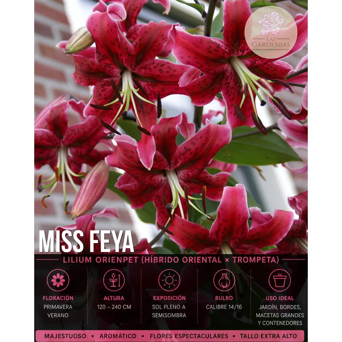 Bulbo Lilium Orienpet Miss Feya 14/16 (LOTE DESPACHO AGOSTO) 1