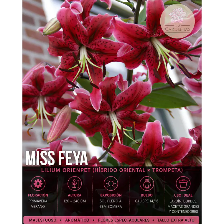 Bulbo Lilium Orienpet Miss Feya 14/16 (LOTE DESPACHO AGOSTO) 1