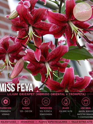 Bulbo Lilium Orienpet Miss Feya 14/16 (LOTE DESPACHO AGOSTO)