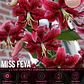 Bulbo Lilium Orienpet Miss Feya 14/16 (LOTE DESPACHO AGOSTO) - Miniatura 1